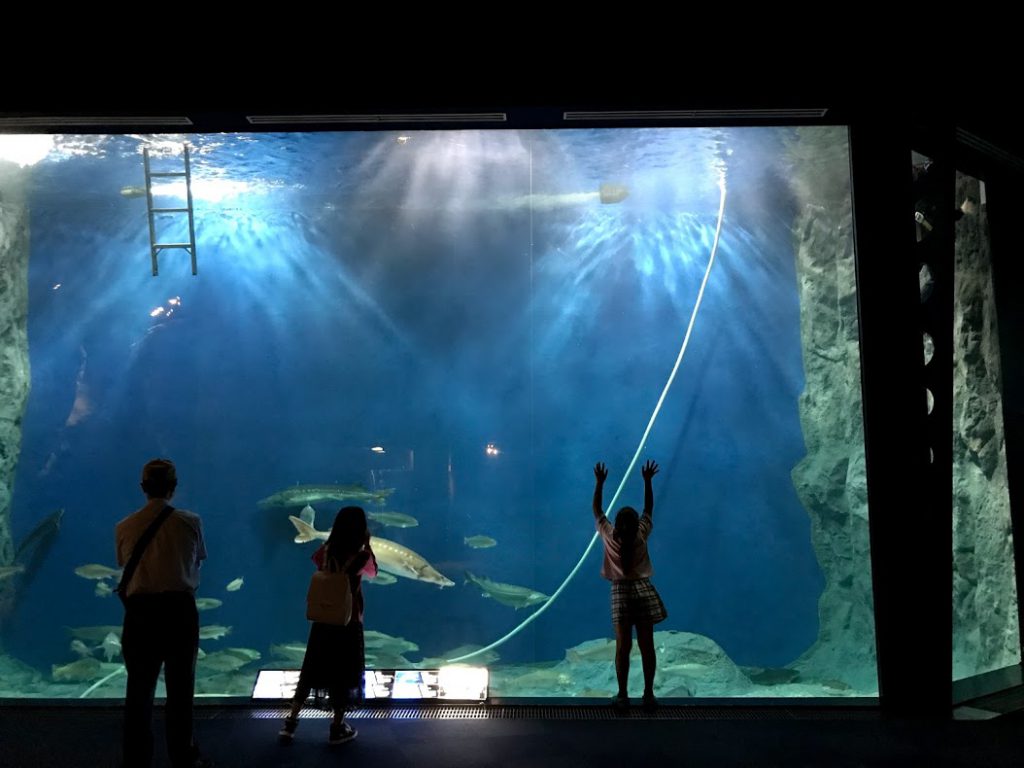 北海道一周車中泊旅7日目：サケのふるさと千歳水族館で観光
